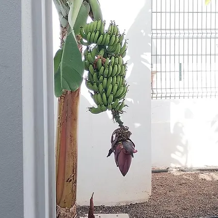 House At Sunny Tenerife * アロナ